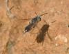 Lasioglossum sp.